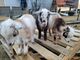 Play with the goats