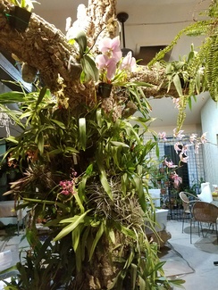 Finished tree with Orchids in bloom