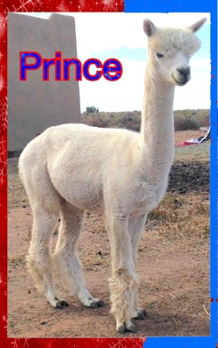 Phi Beta Paca Prince
