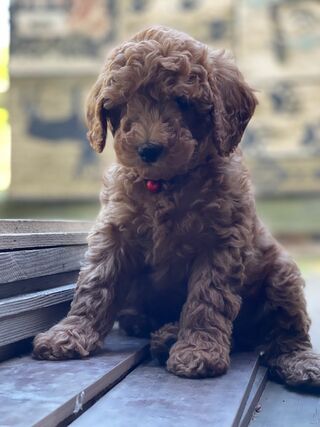 Lexi & Cooper Pup