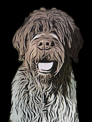 Fergus - Wirehaired pointing GRiffon