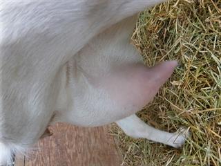Rare full side udder view as she scratched her face. Attachments on this girl are great!
