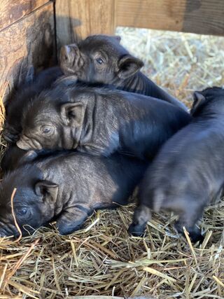 What a real pig-pile looks like.