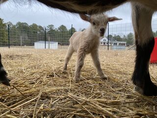 This sweet little girl is a Nigerian Dwarf twin born on 1-31-2023.