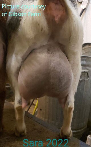 Twin sister's udder