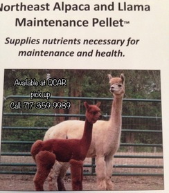 Alpaca Feed - Maintenance Pellet 