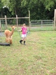 Walking an alpaca