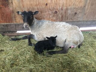 RBF Tasha and her 2021 ewe lamb