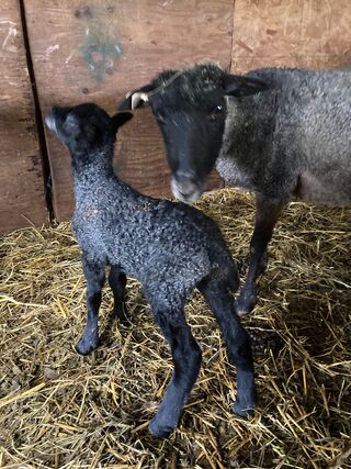 2022 Ewe lamb born 3/22/22