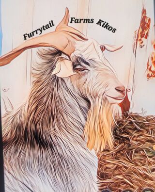 FurryTail farms Kikos - Logo