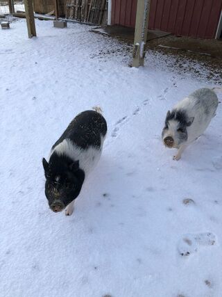Lil snow day for Lani and Freckles
