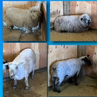 Before and after shearing