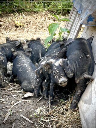 1 Week old piglets