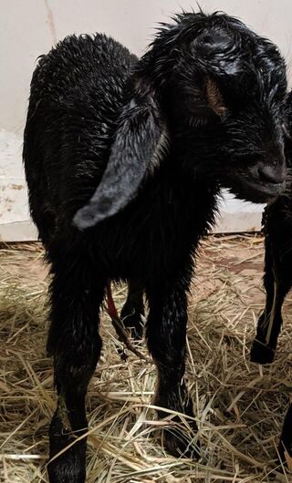 2019 © Bad Alibi Dairy Goats