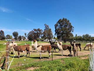 Moma llama herd looks out for their  crias