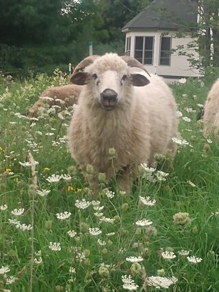 Daisy, F1, enjoying some fresh grass