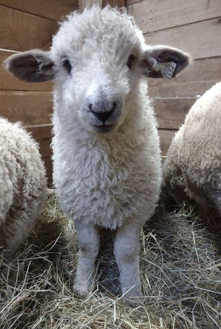 Suzie, 37.5%Valais/67.5%Romney.  Born 3/9/23. Suzie was a very large lamb and has maintained her big, healthy status! 