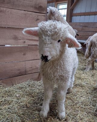 Domino, born 3/28/23. 67.5%Valais! His horns are already starting to grow. Has a twin sister.