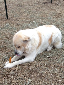 Grace - chewy bones are yummy!