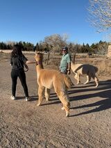 Cummins Alpaca Farm Tours