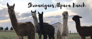 Shenanigans Alpaca Ranch  - Logo