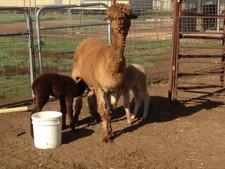 Camel nursing babies