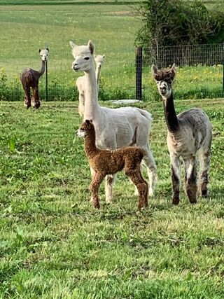 Our first cria, Rosie.