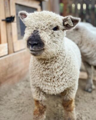 Babydoll Sheep Isabel