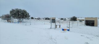 Snowy Lullabee Acres