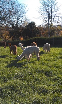 Make Your Alpaca Farm Dreams Come True!