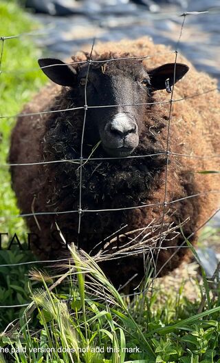 Hazel - Carring lambs Spring 2023