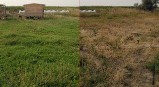 Left: after rabbits and chickens grazed all summer.  Right: 20 feet away, no livestock.
