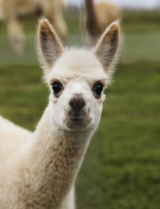 Our youngest alpaca is the only boy. His name is Thorn Bud and he loves nibbling on our clothes!