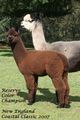 alpaca for sale