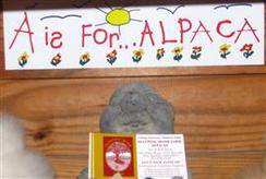 'A is for... Alpaca' Bumper Sticker