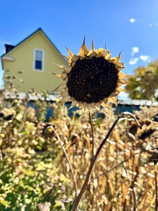 Fall Sunflower 2023