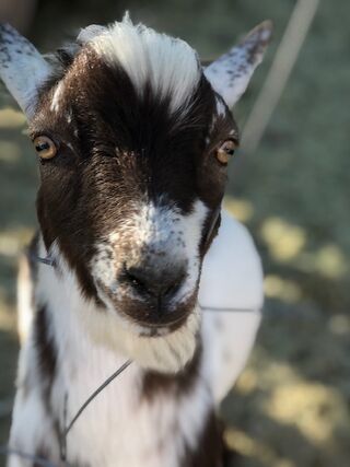Kudi Ravenwood Dairy Goats - Logo