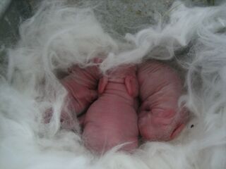 Newborn Angora Rabbits