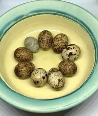 Coturnix Quail Eggs