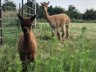Tapestry with her first cria, Grace Acres Ranch's Enzo