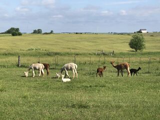 Our small heard enjoying a morning in the pasture.