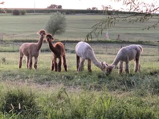 Mariah's Tapestry of PJA, Crescent Moon's Tia, PJA's Whiskey Girl, Matrix Little Miracle (l-r)