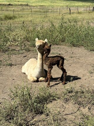 Lil with her 2023 cria, NeoLee