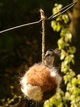 Chickadee on Nesting Ball
