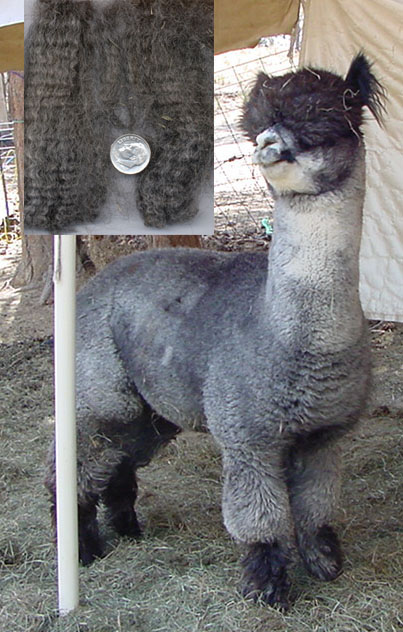 alpaca for sale