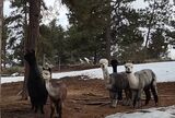 Photo of Grey and Black package 3 females, 3 male alpacas and 1 llama