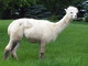 alpaca for sale