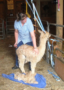 Shearing Option PacaTrapper
