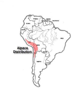 Where Alpacas Originate