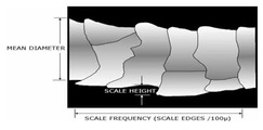 Scale Height